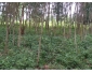 terrain vide avec plantation de bois