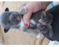 Chiot a vendre chihuahua