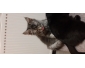 Chaton maine coon