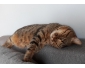 Chat de 2 ans à adopter