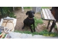 labrador croise braque de weimar