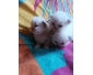 chatons british à réserver