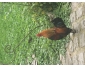 A donner poules, coqs contre bons soins