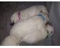 Je vend mes chiots
