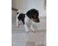 Jack Russel