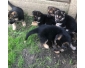 Chiots de berger allemand