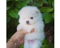 Deux magnifique chiot spitz nain dispos