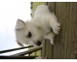 chiot westie west highland terrier à vendre