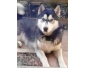 Chienne husky à donner contre bons soins