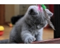 ADOPTION CHATON FEMELLE