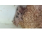 Jeune cochon vietnamien rose male castre 9 semaines