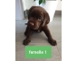 Chiots labrador chocolat