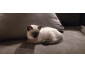 Chaton siamois