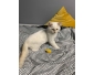 Chaton Mâle Ragdoll 4 mois