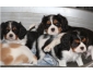 Ravissante porté de bébés cavalier King Charles