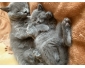 Magnifique chaton British Shorthair Bleu