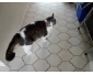 Chat à donner