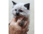 chatons siberien