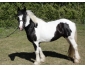superbe petite jument (irish cob)