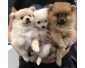 3 chiots spitz a vendre