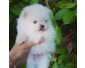 deux chiot spitz nain a donner