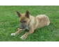 chiots (croisés malinois)