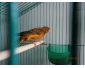 CANARIS
