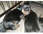 Chiot doberman croisé rottweiler