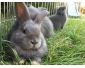 Lapins Bleu de Ham