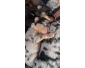 Chiots beaucerons avec 1/4 Berger