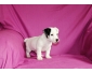 Adorable chiots Jack Russell Terrier