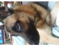 Vent berger allemand croiser malinois male de 13 mois