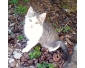 chatons
