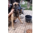 Chien à donner