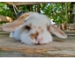 Lapin blier nains