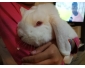 lapin bélier nain