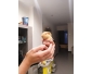 Cochon dinde