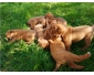 Chiots Dogue de Bordeaux
