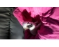 magnifique chihuahua