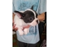 Disponble bébé bouledogue francais bleu