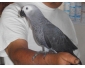 perroquets gris de gabon