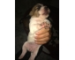 Chiots à vendre