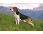 Beagle à vendre