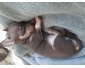 Chihuahuas a vendre