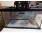 Terrarium avec gecko femelle