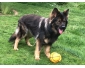 Chiots berger allemand poils longs (ancien type)