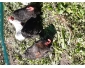 coqs bantams de pekin