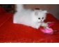 Je donne chaton persan chinchilla femelle
