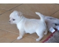 A donner chiot femelle type chihuahua