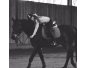 PENSION POUR CHEVAUX